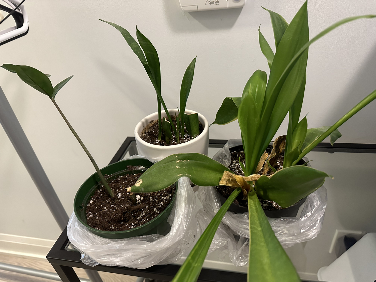 Free plants needing some love