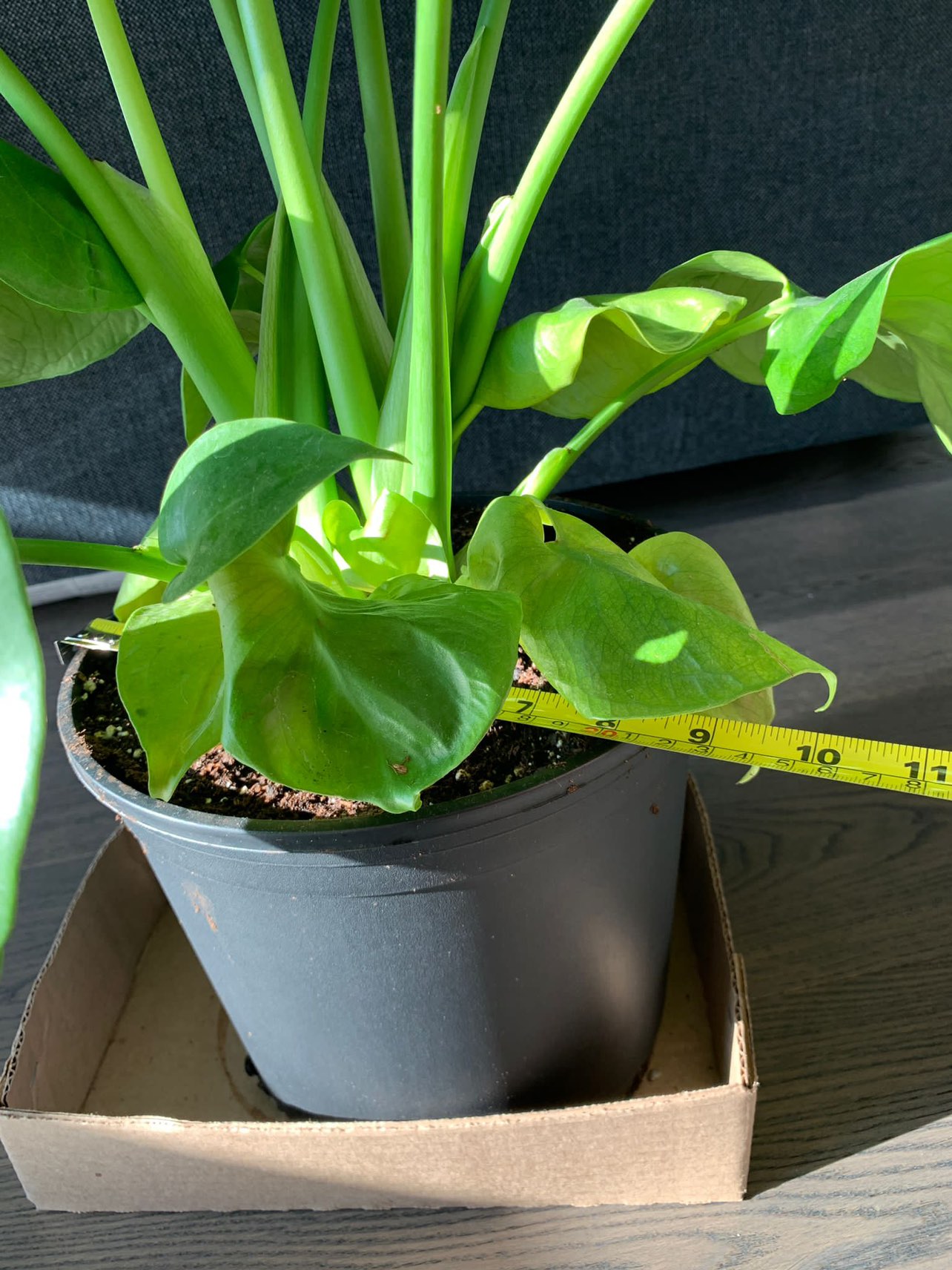Monstera plant - photo 3