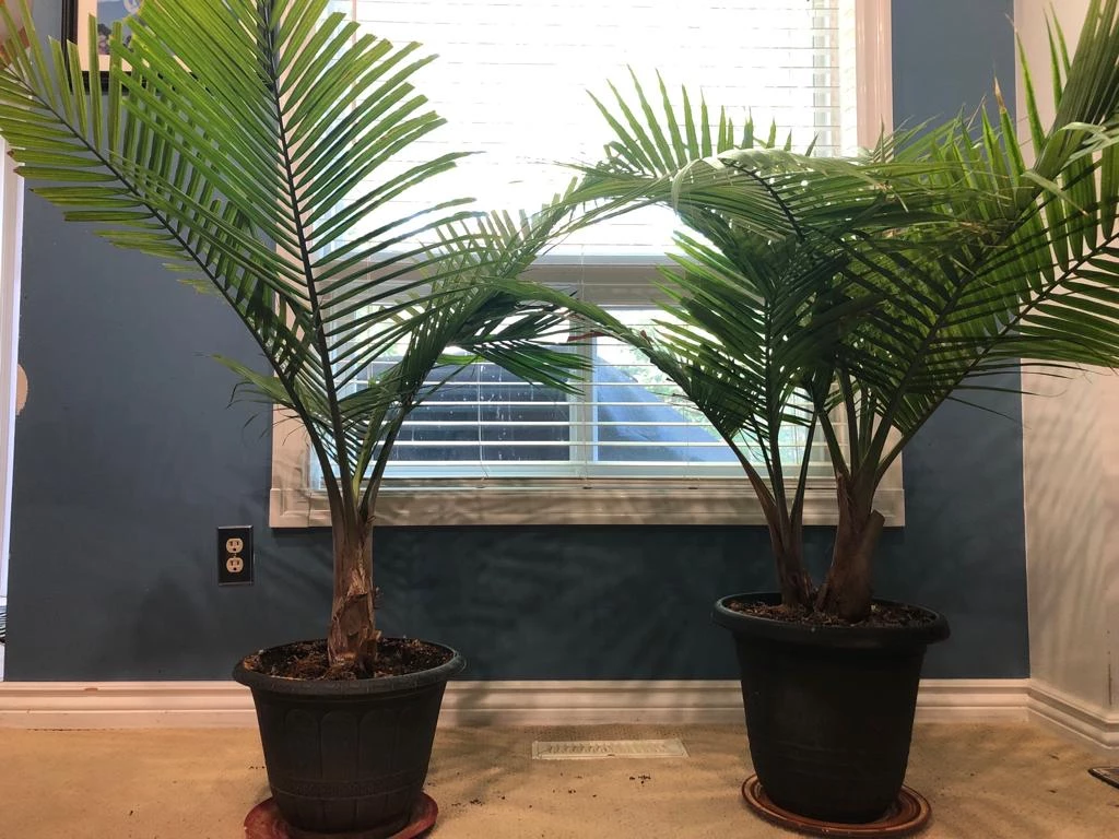 2 healthy palm trees