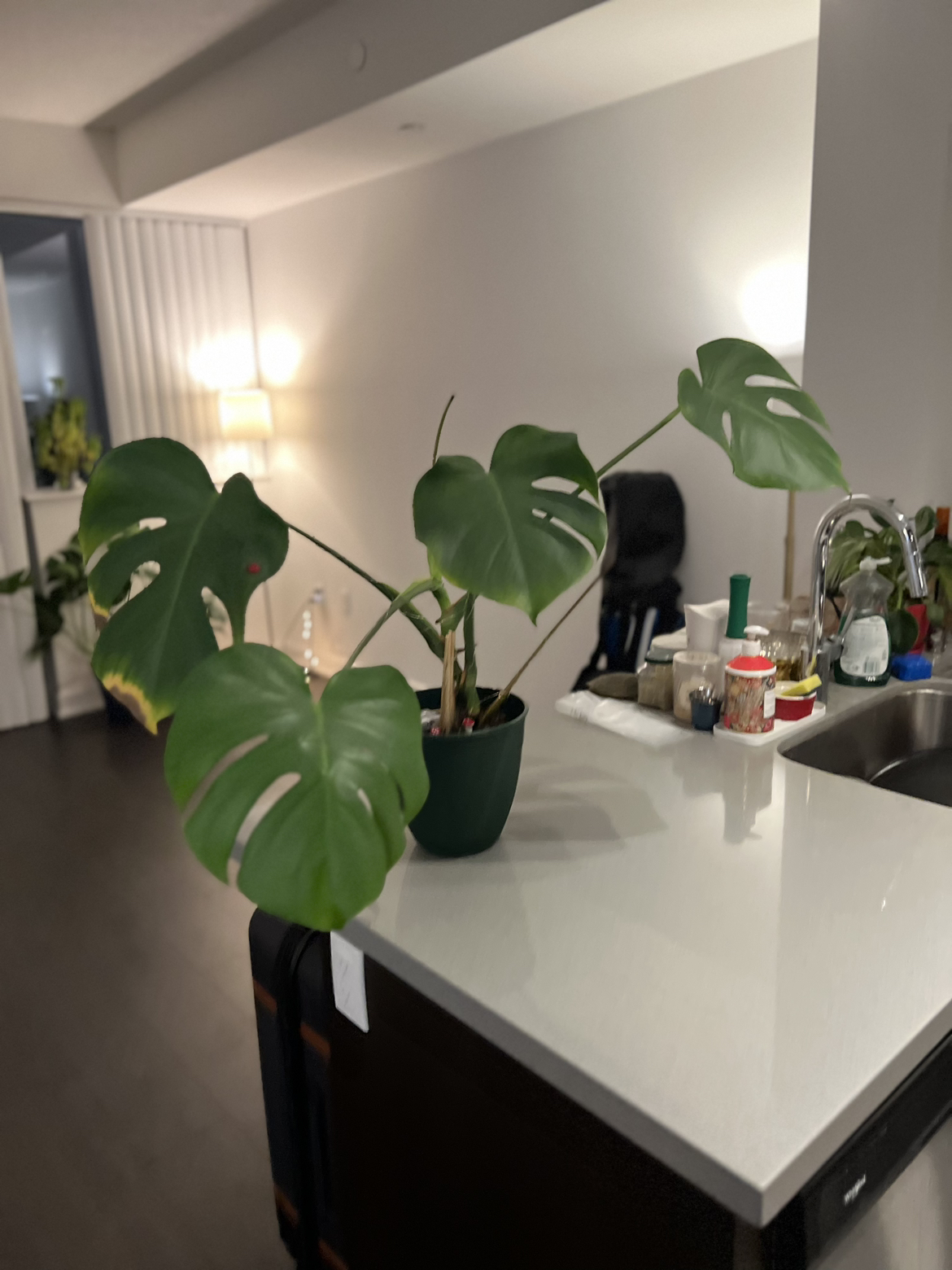 Monstera deliciosa plant with healthy leaves image indicator(4)