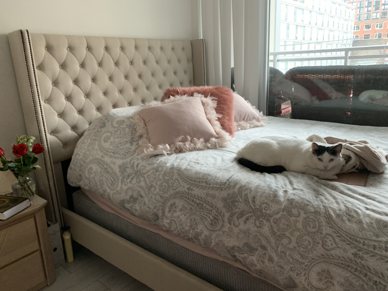 Queen Bed + Mattress + BoxSpring