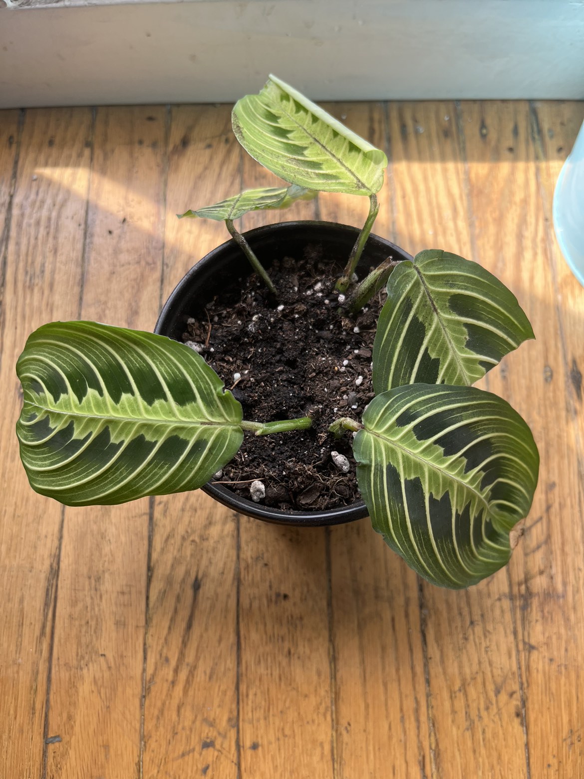 Maranta Prayer plant A thumbnail