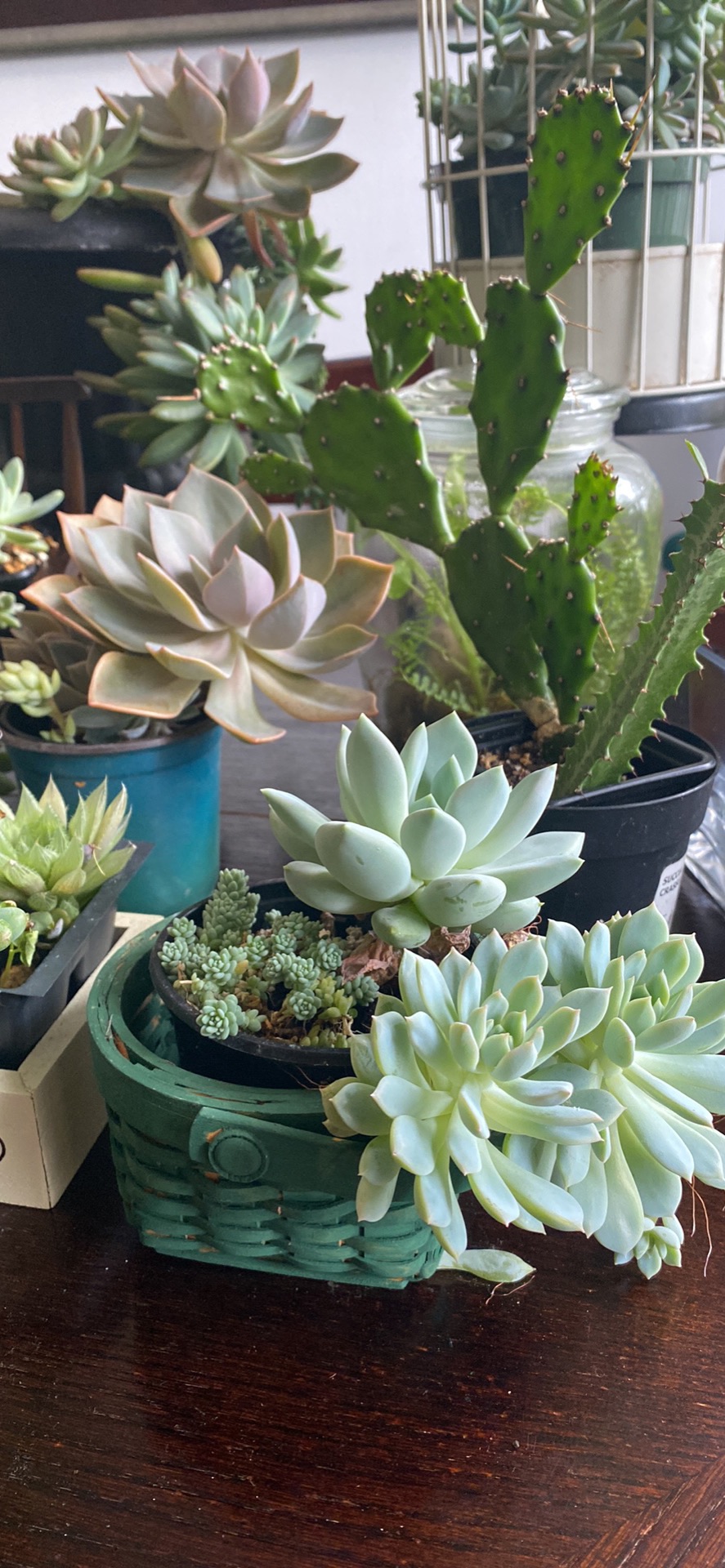 Sale plants - photo 5