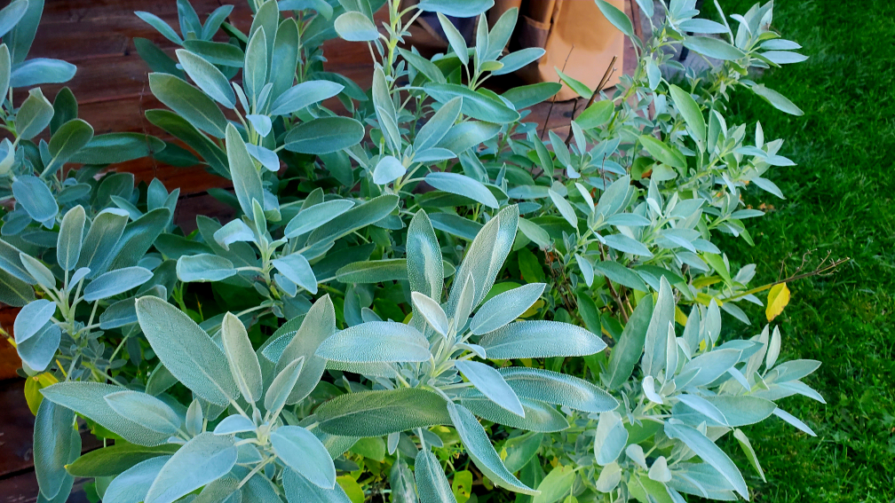 Organic farm vegetables, Farm honey image indicator(10)