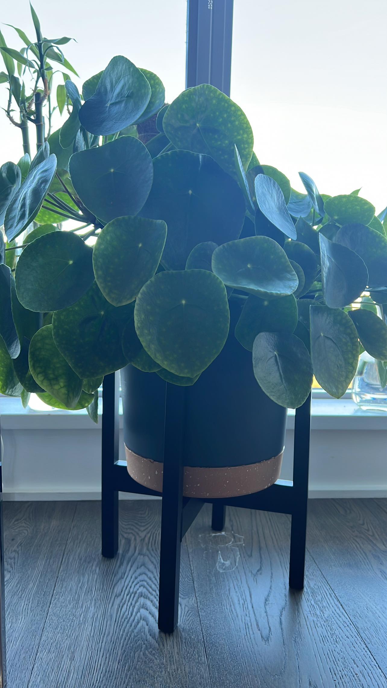 Pilea Money Plant in 10” pot with stand - photo 3