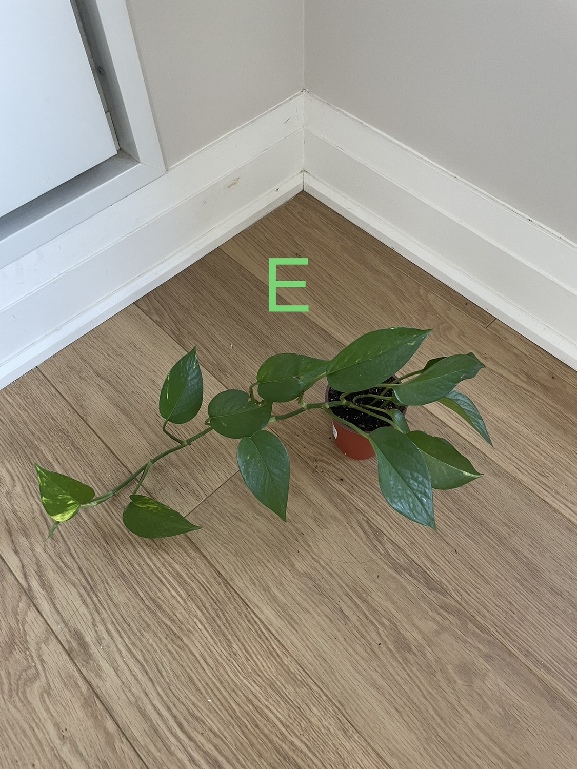 Golden Pothos & Queen Marble Pothos image indicator(3)