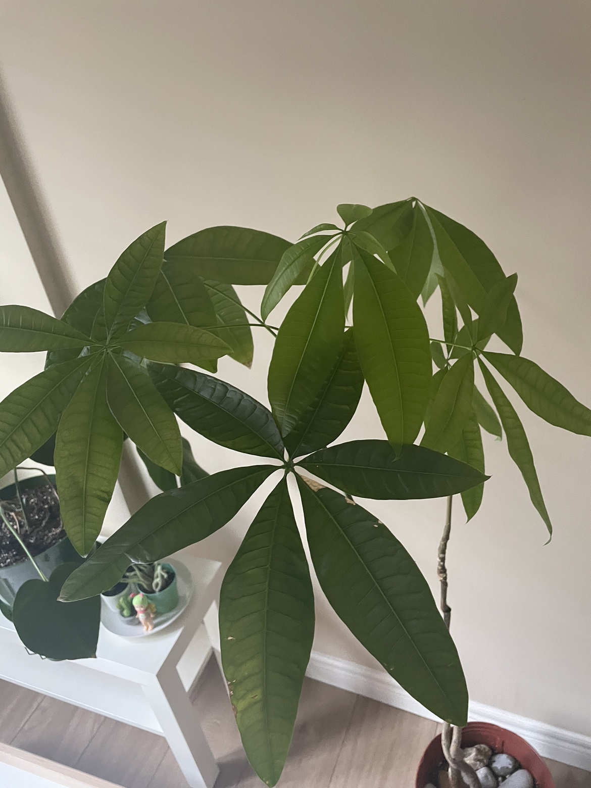 Money Tree thumbnail