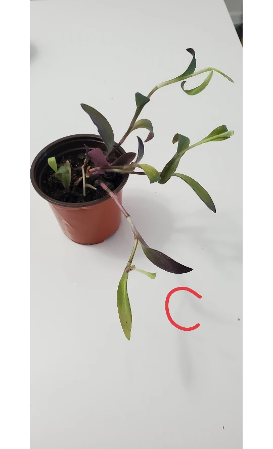 Purple Plants image indicator(5)