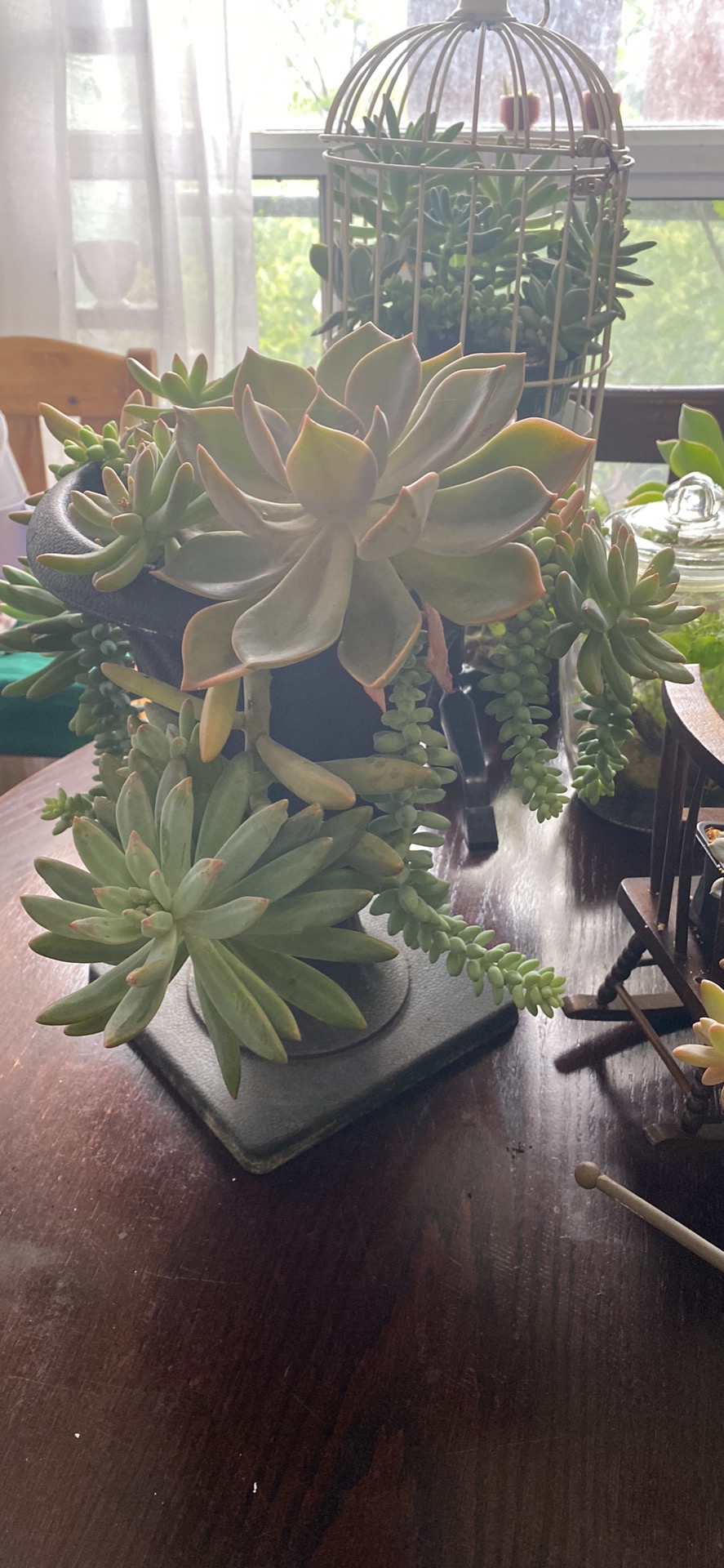 Sale plants