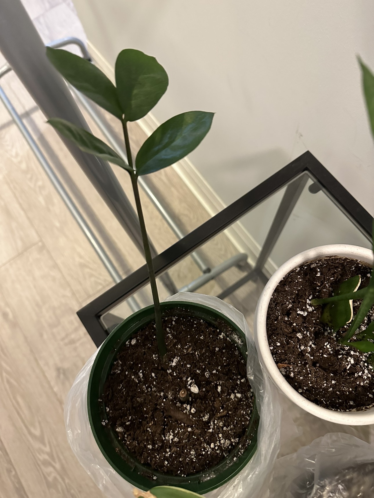Free plants needing some love - photo 4