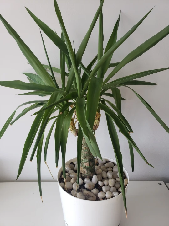 plant
