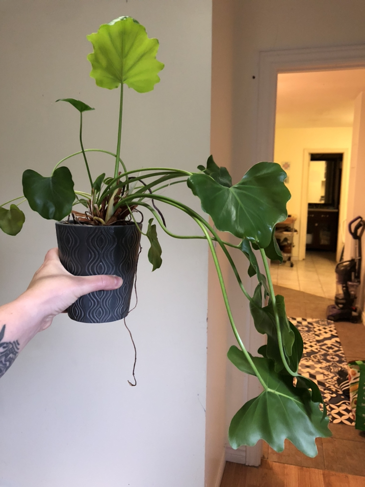 Free plants #freecycle because I’m moving to 🇩🇪 - photo 4