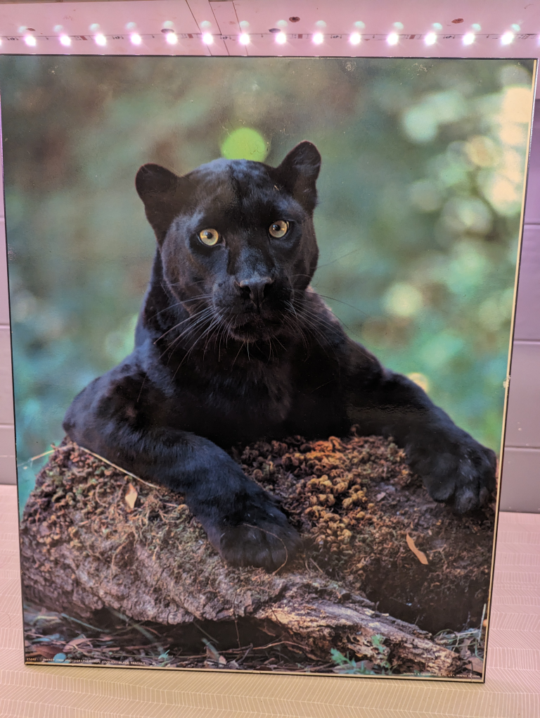 Photo of Panther