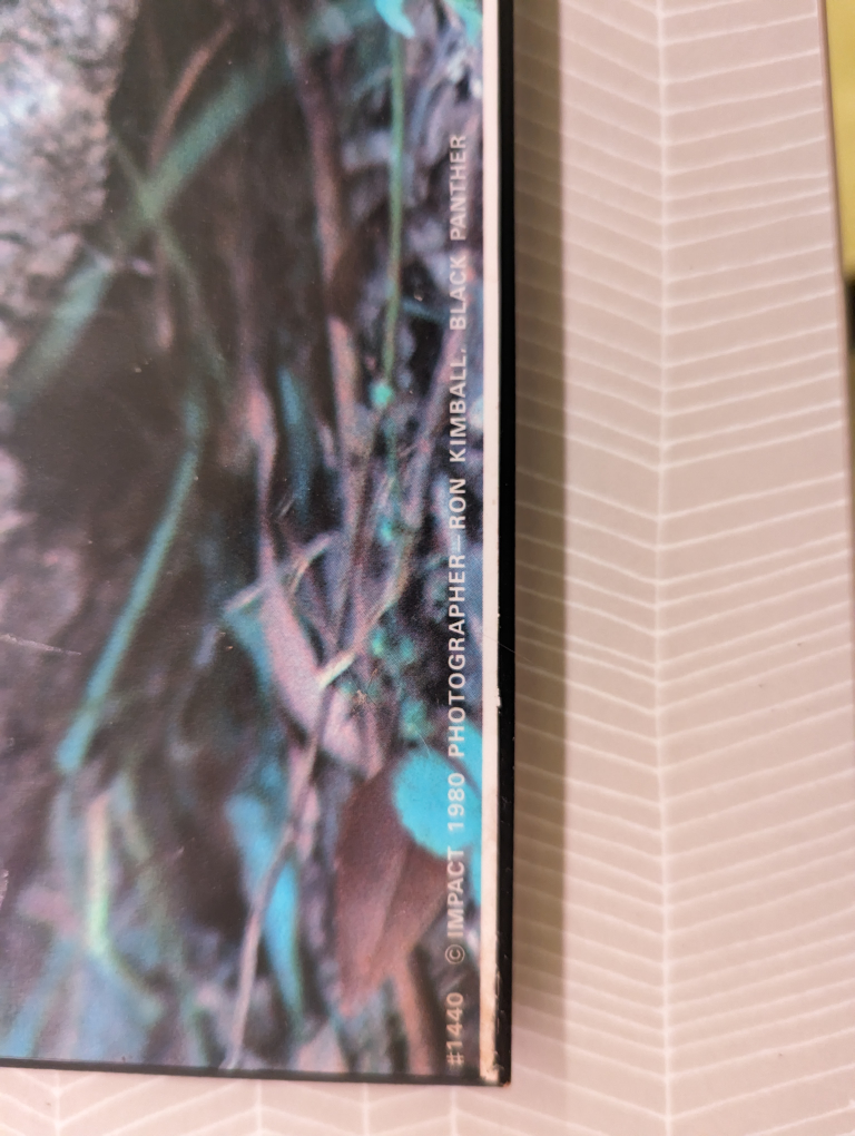 Photo of Panther - photo 2