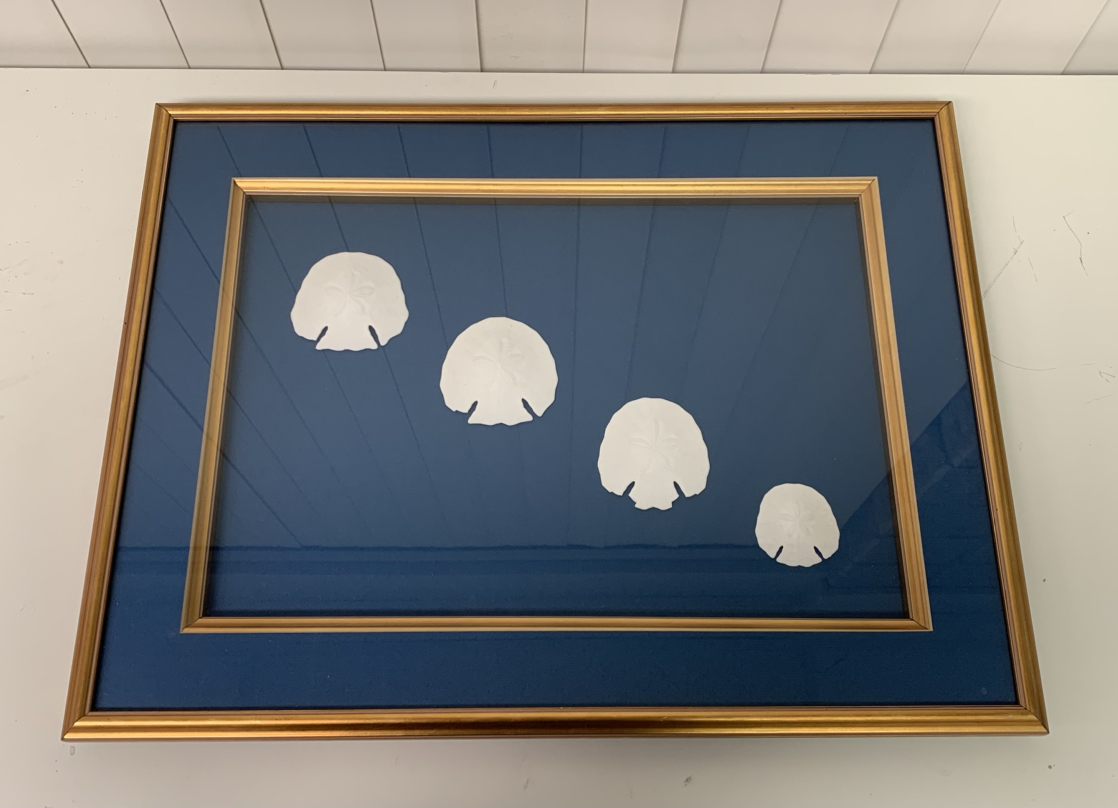 Framed Sand Dollar Wall Art - 22" x 27" x 1.25" thumbnail