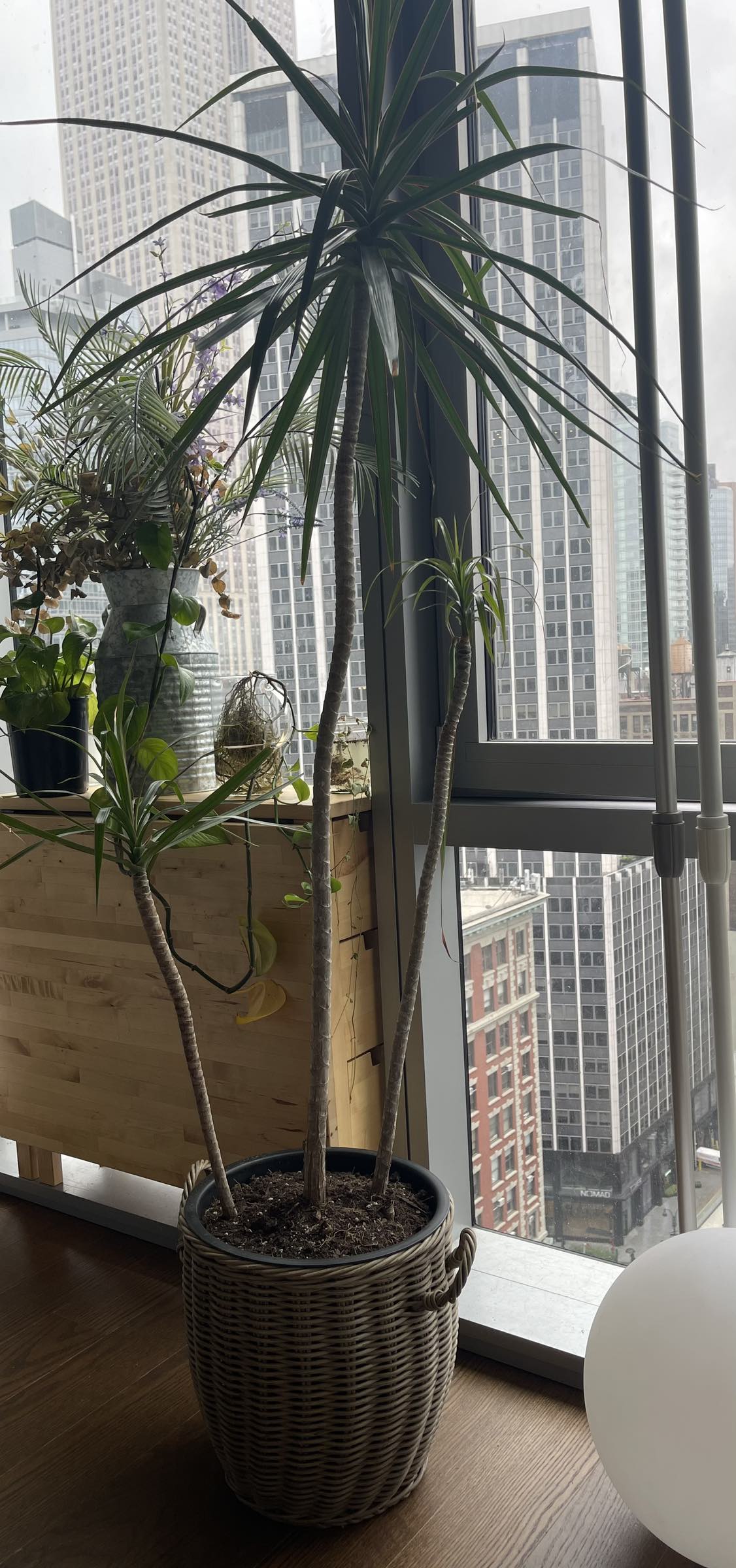 Dracaena Large Dragon Tree