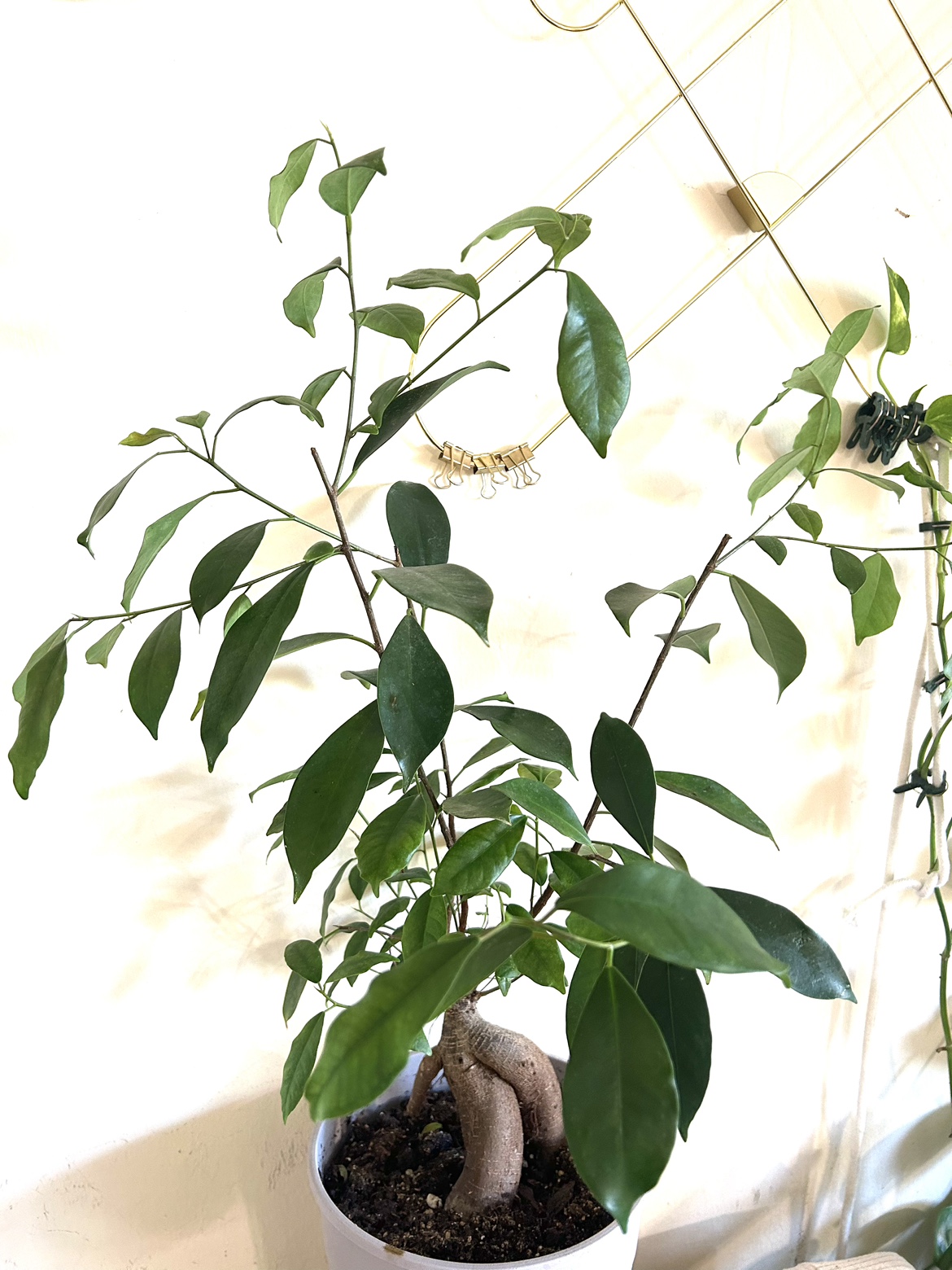 Ginseng Ficus thumbnail