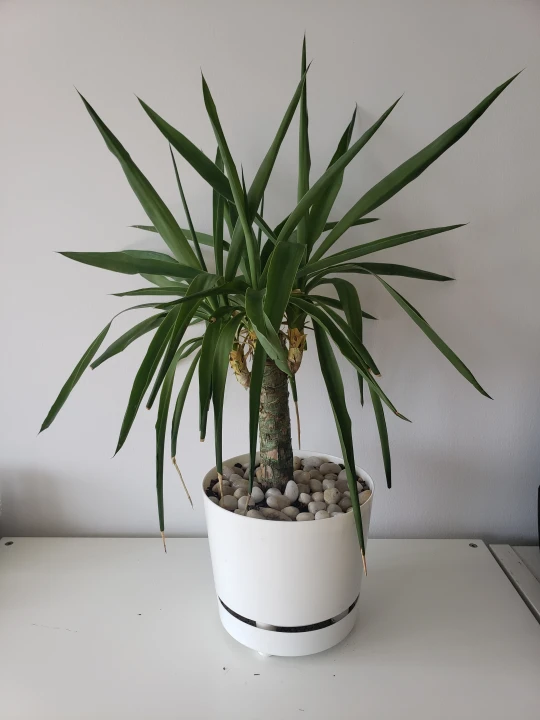 plant - photo 2