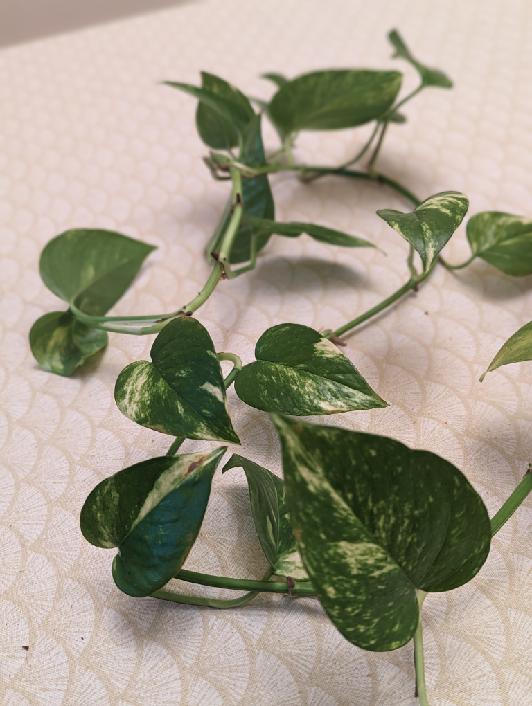 Pothos ivy, devil's ivy, Epipremnum aureum plant. hanging plant