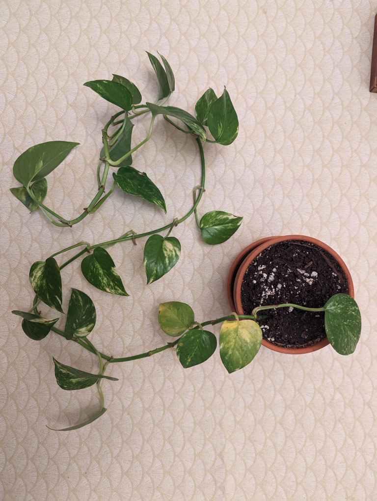 Pothos ivy, devil's ivy, Epipremnum aureum plant. hanging plant - photo 2