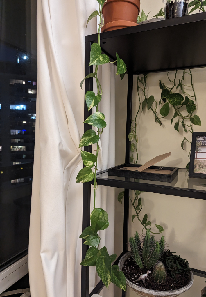 Pothos ivy, devil's ivy, Epipremnum aureum plant. hanging plant - photo 3