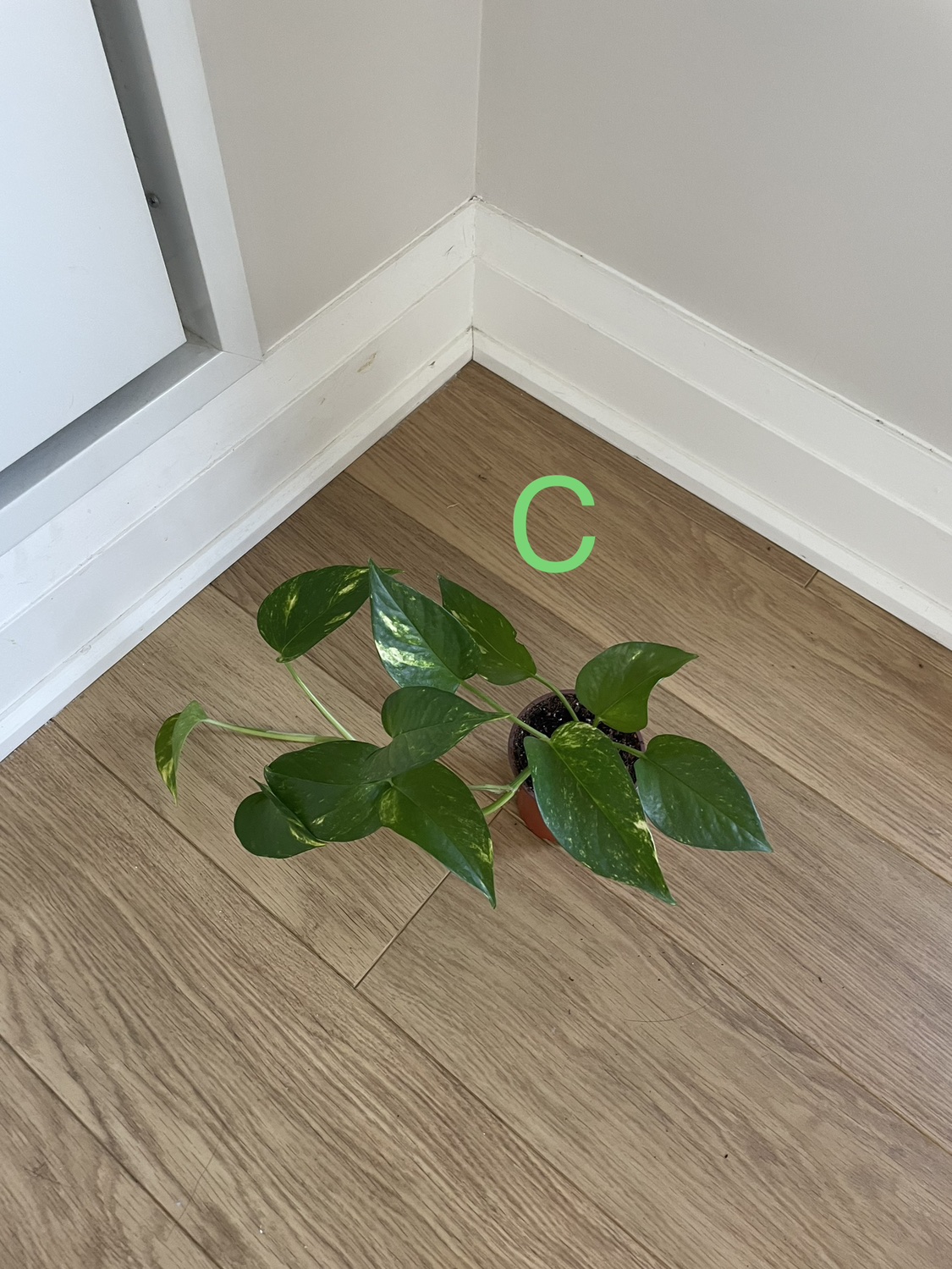 Golden Pothos & Queen Marble Pothos image indicator(2)