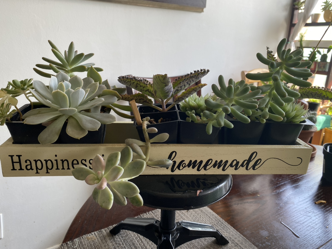 Succulent arrangement - photo 3