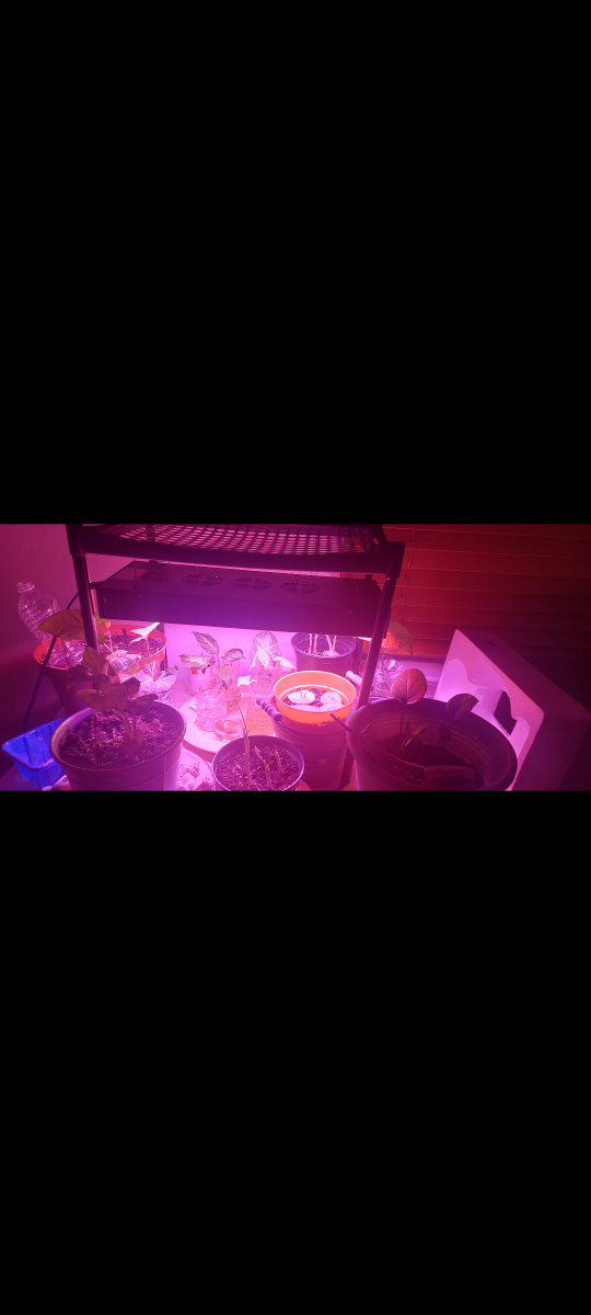 Led Grow light