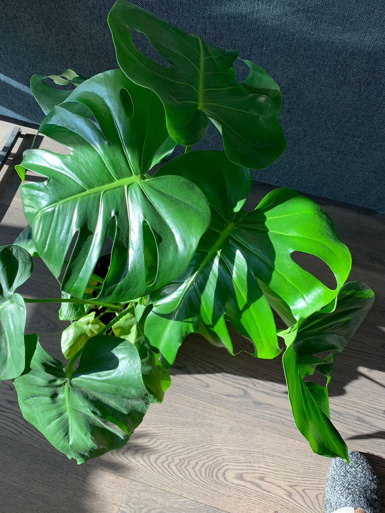 Monstera plant - photo 5