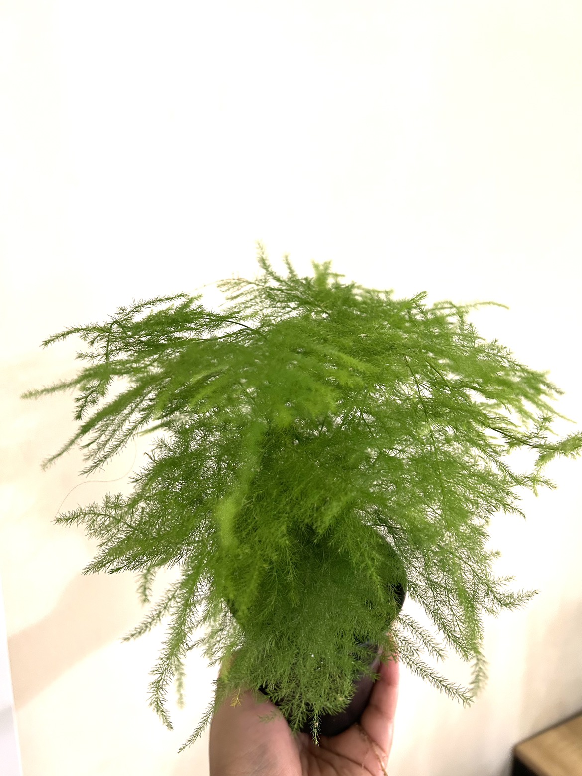 Ferns thumbnail