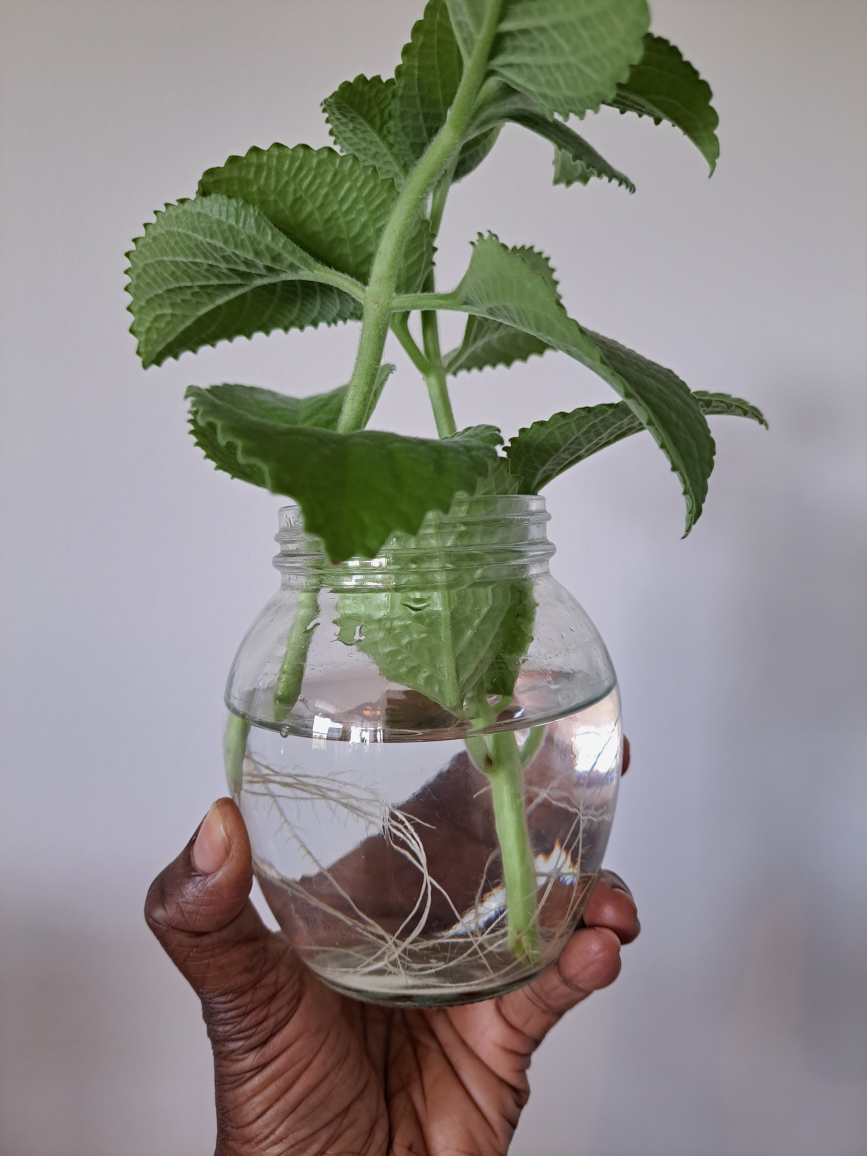 Thyme plant in 4 inch terra cotta planter image indicator(5)