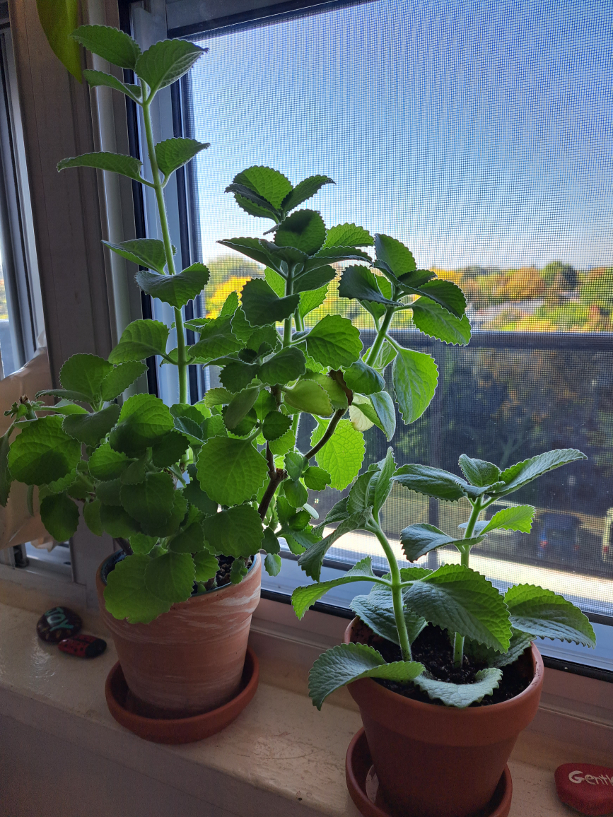 Thyme plant in 4 inch terra cotta planter image indicator(6)