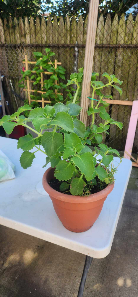 Cuban Oregano
