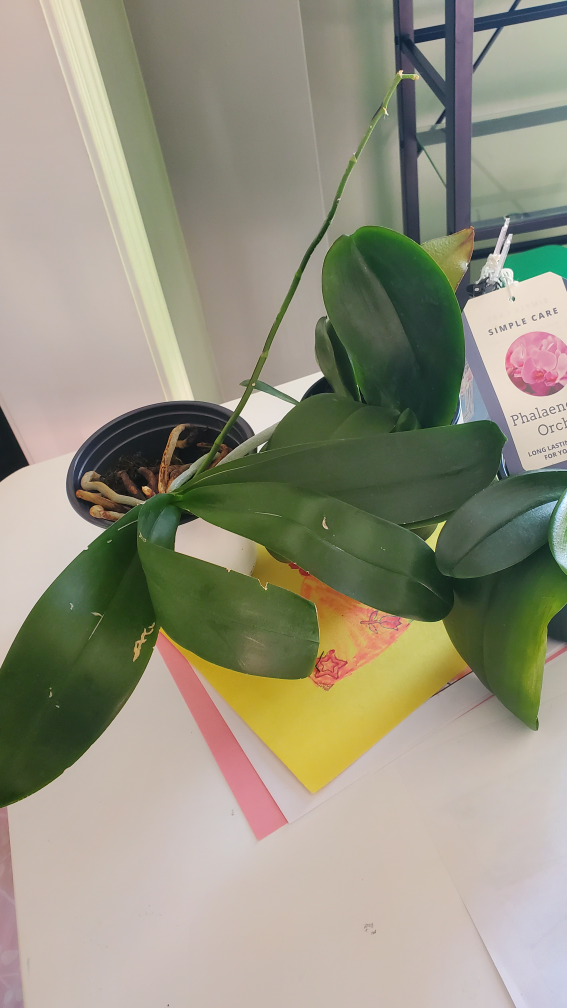 Phalaenopsis orchids - photo 3