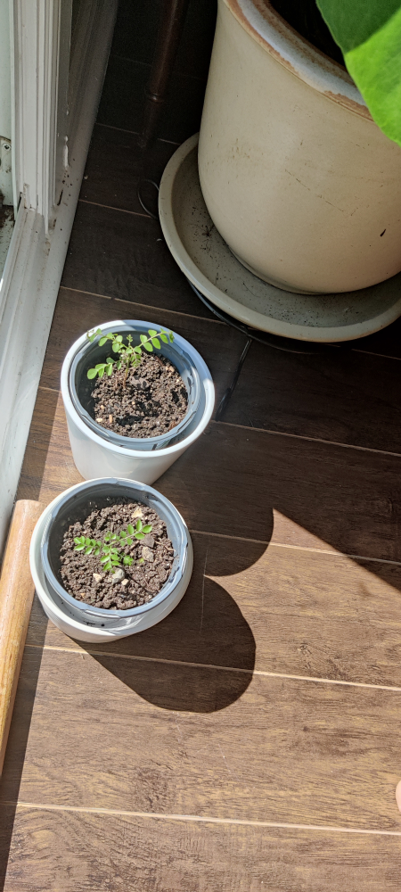 small curry leaf plant