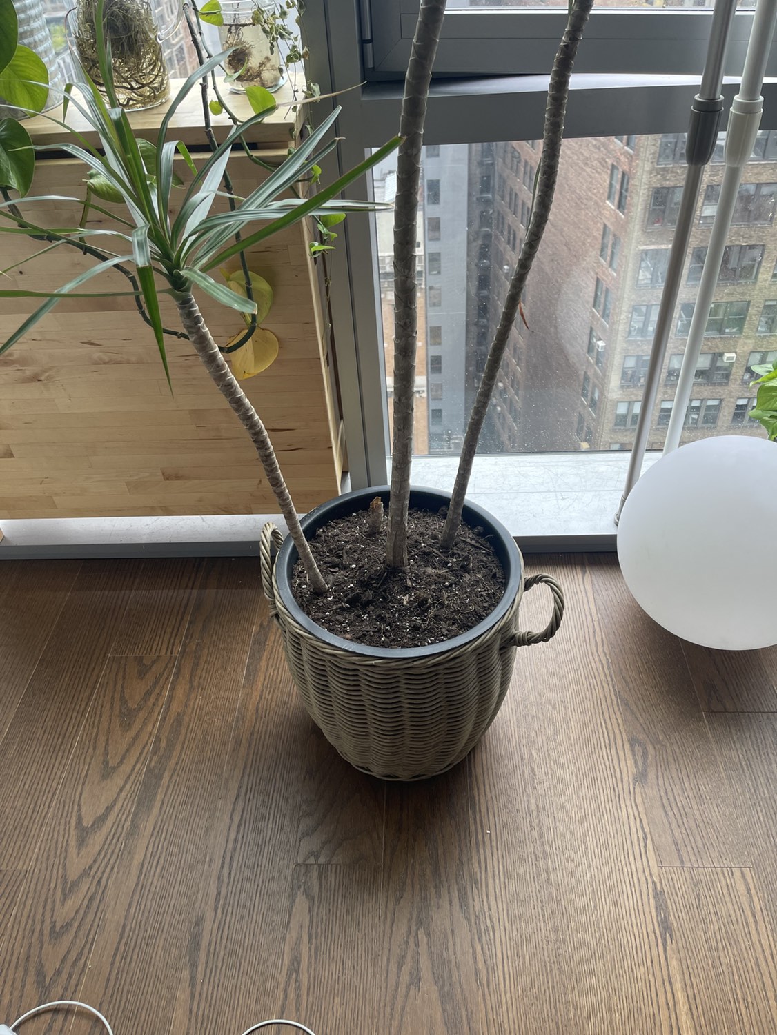 Dracaena Large Dragon Tree - photo 2