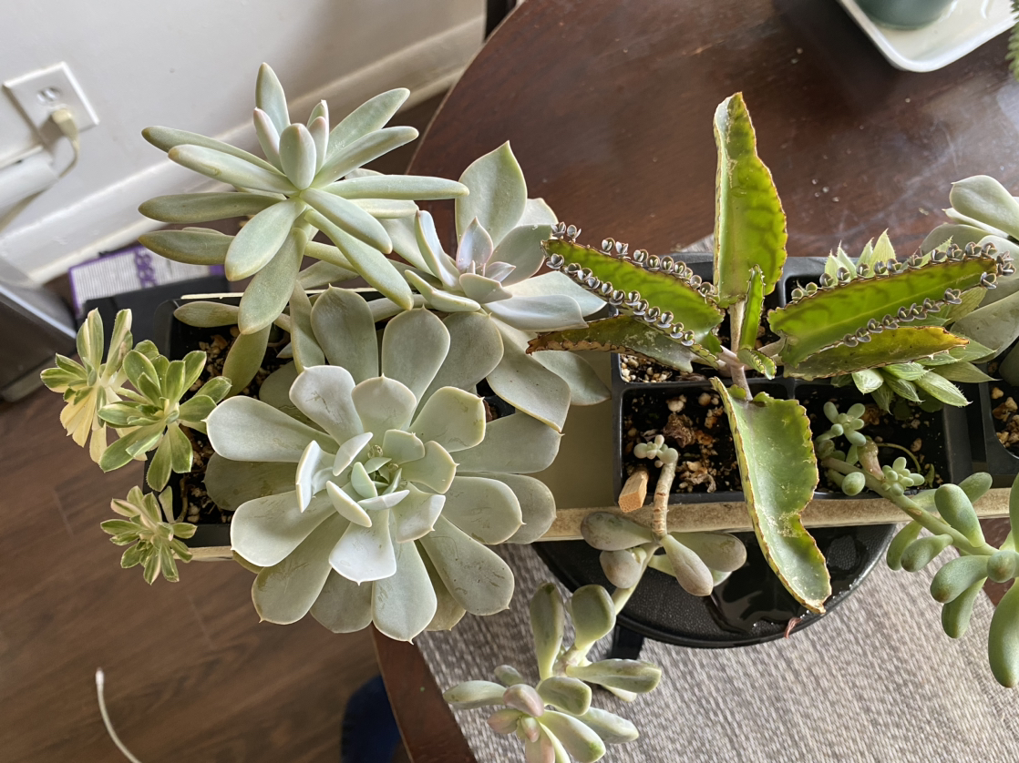 Succulent arrangement - photo 2