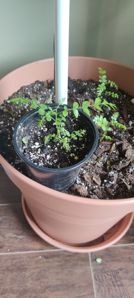 small curry leaf plant