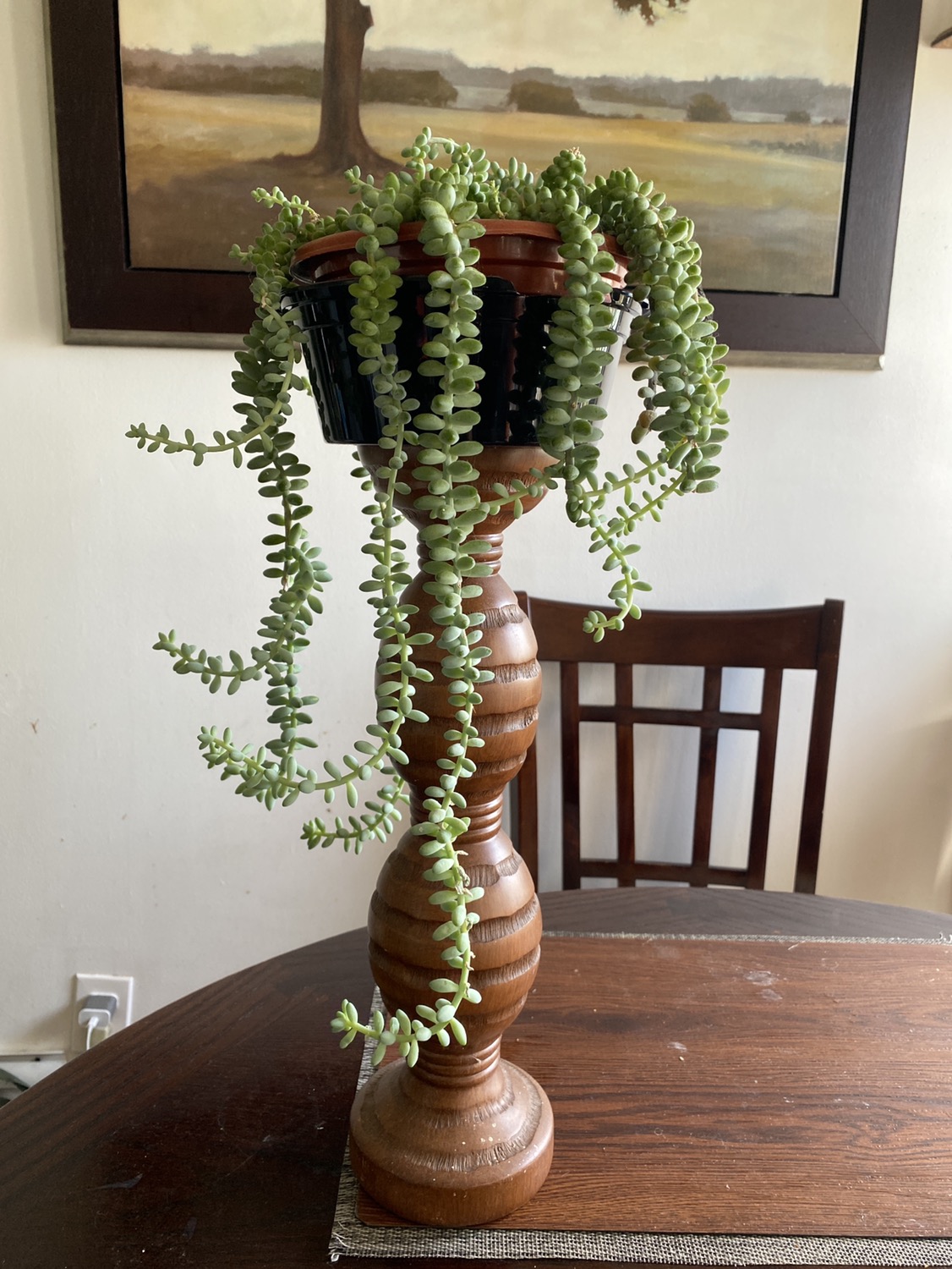 Burrows tail plant