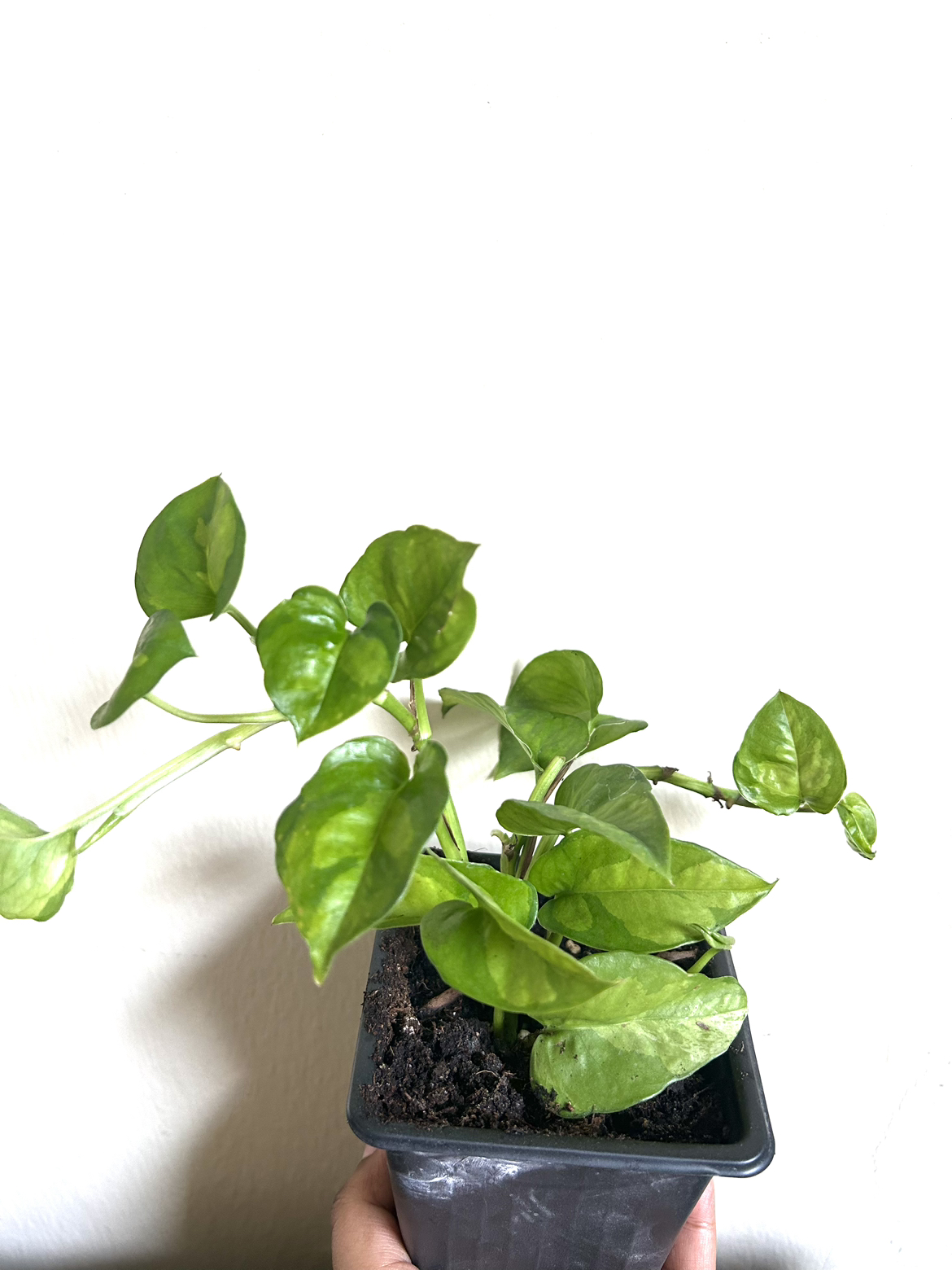 Rare Global Green Pothos thumbnail