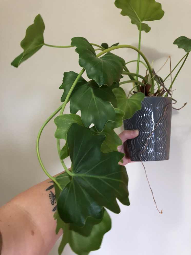 Free plants #freecycle because I’m moving to 🇩🇪 - photo 5
