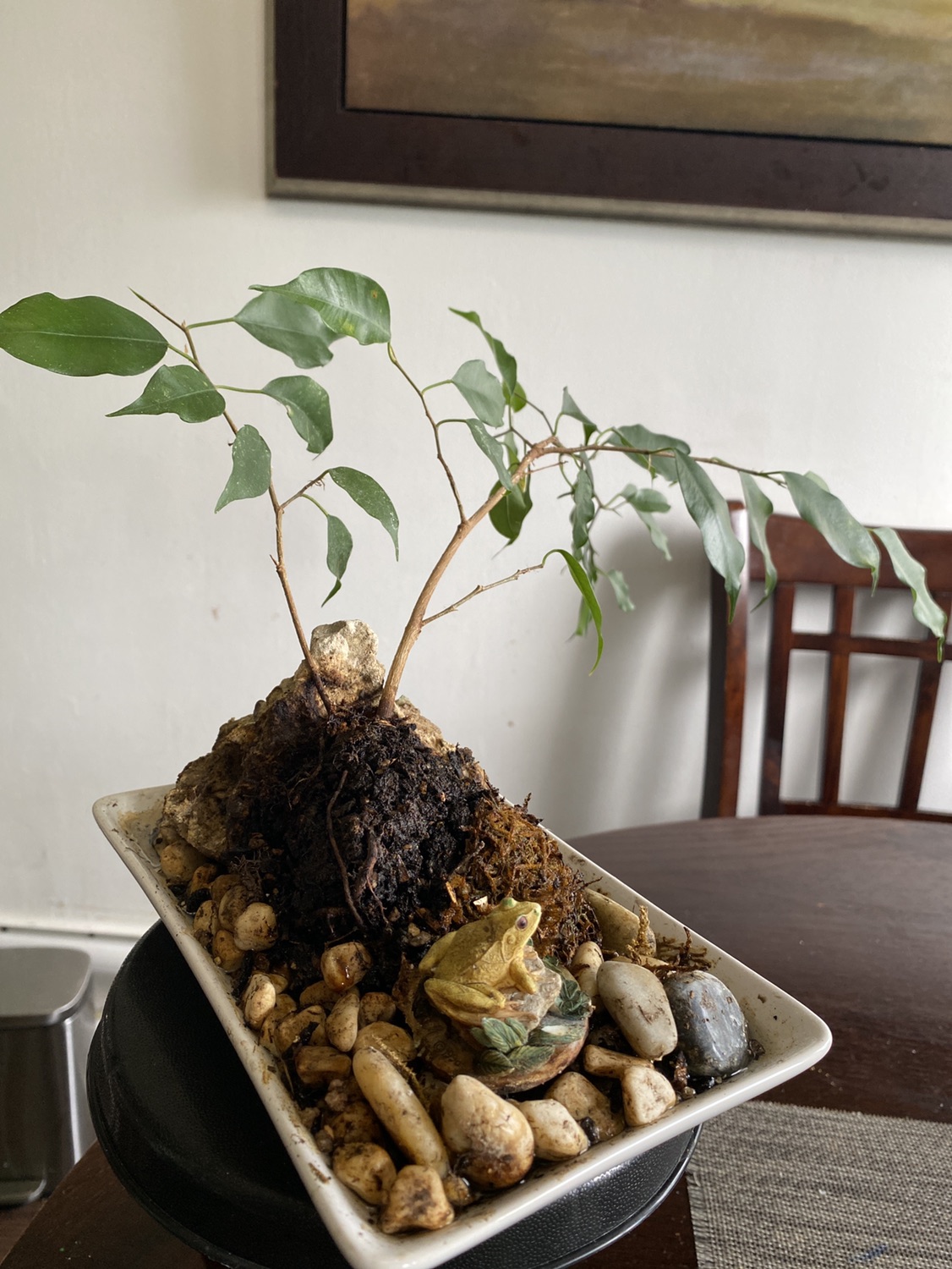 Ficus - photo 3