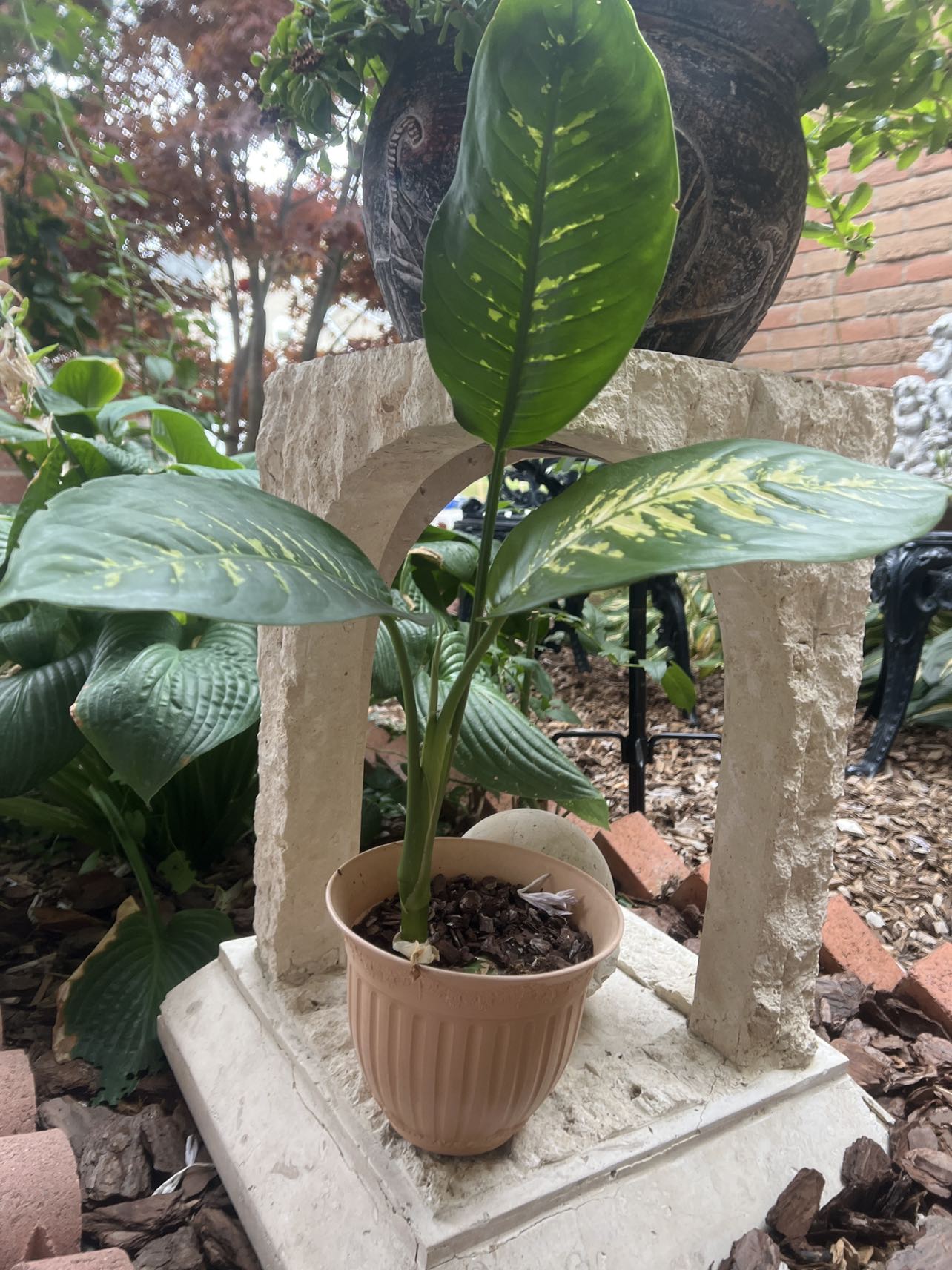 Indoor Plant thumbnail