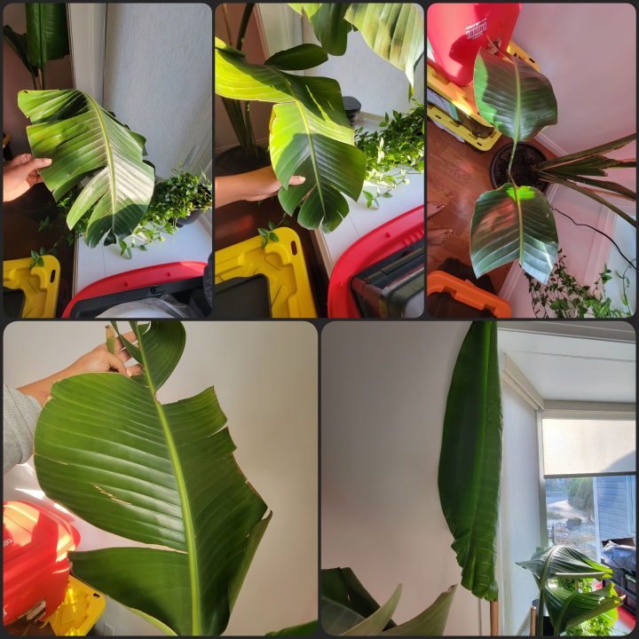 MOVING SALE - Bird of paradise plant - photo 2