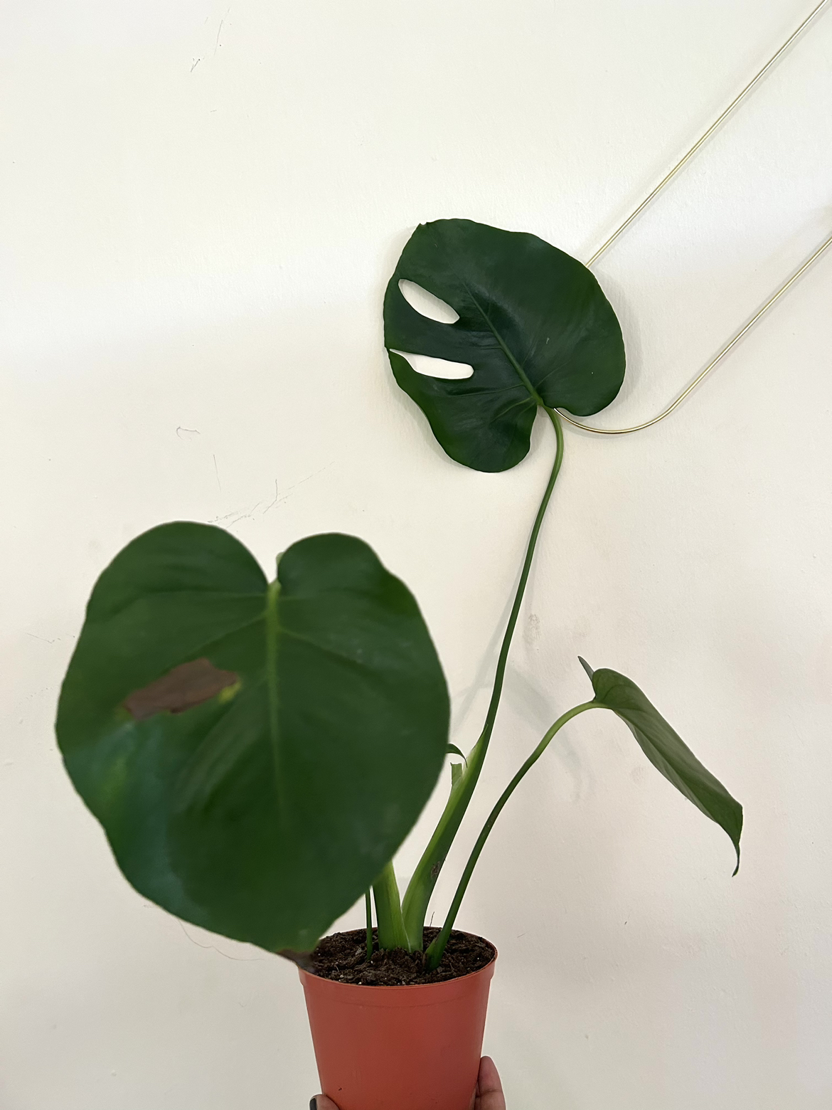 Monstera Deliciosa #freecycle thumbnail