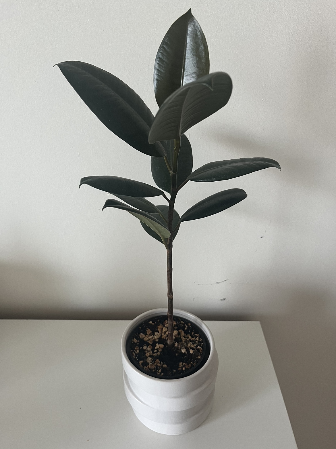 Rubber fig - plant including pot