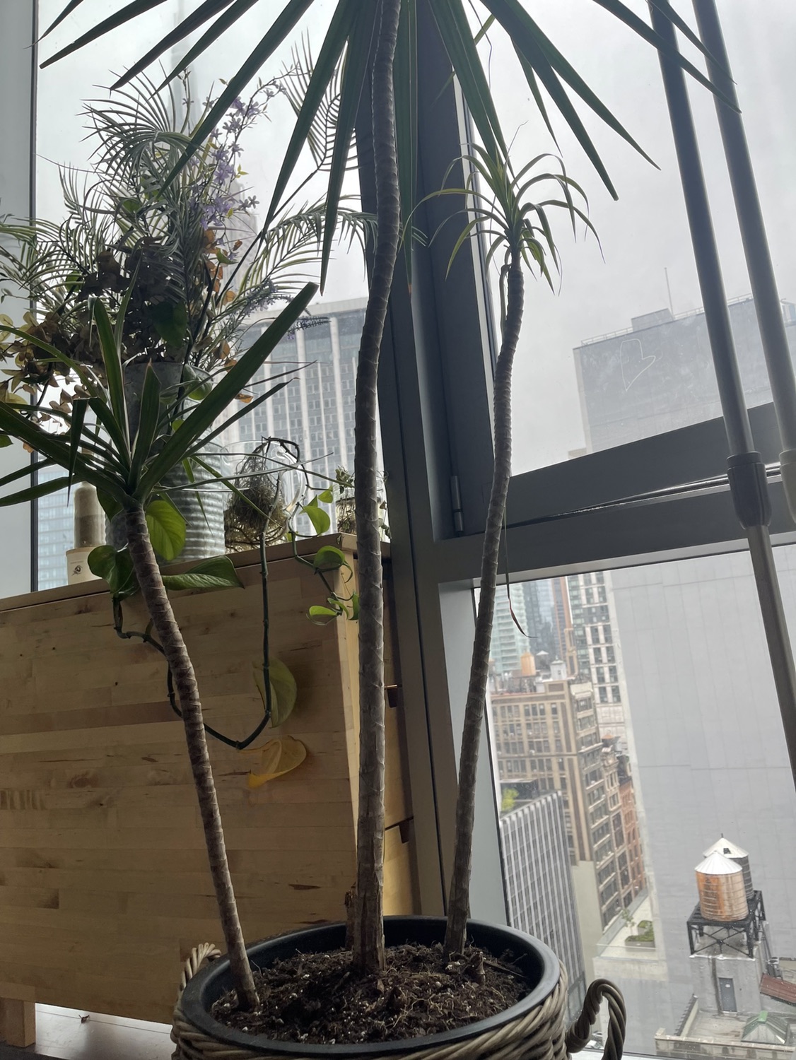Dracaena Large Dragon Tree - photo 5