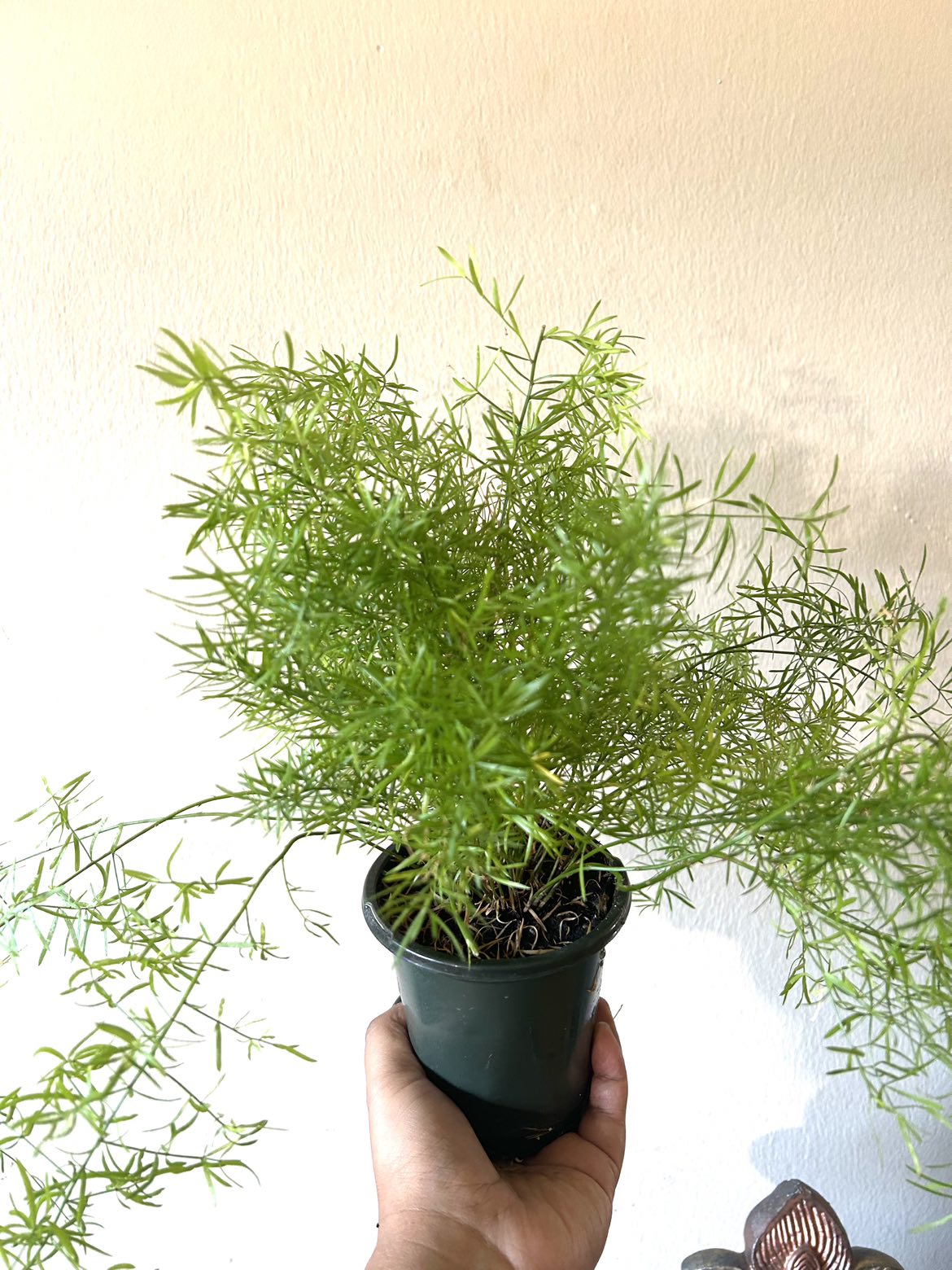 Foxtail Fern #freecyle thumbnail