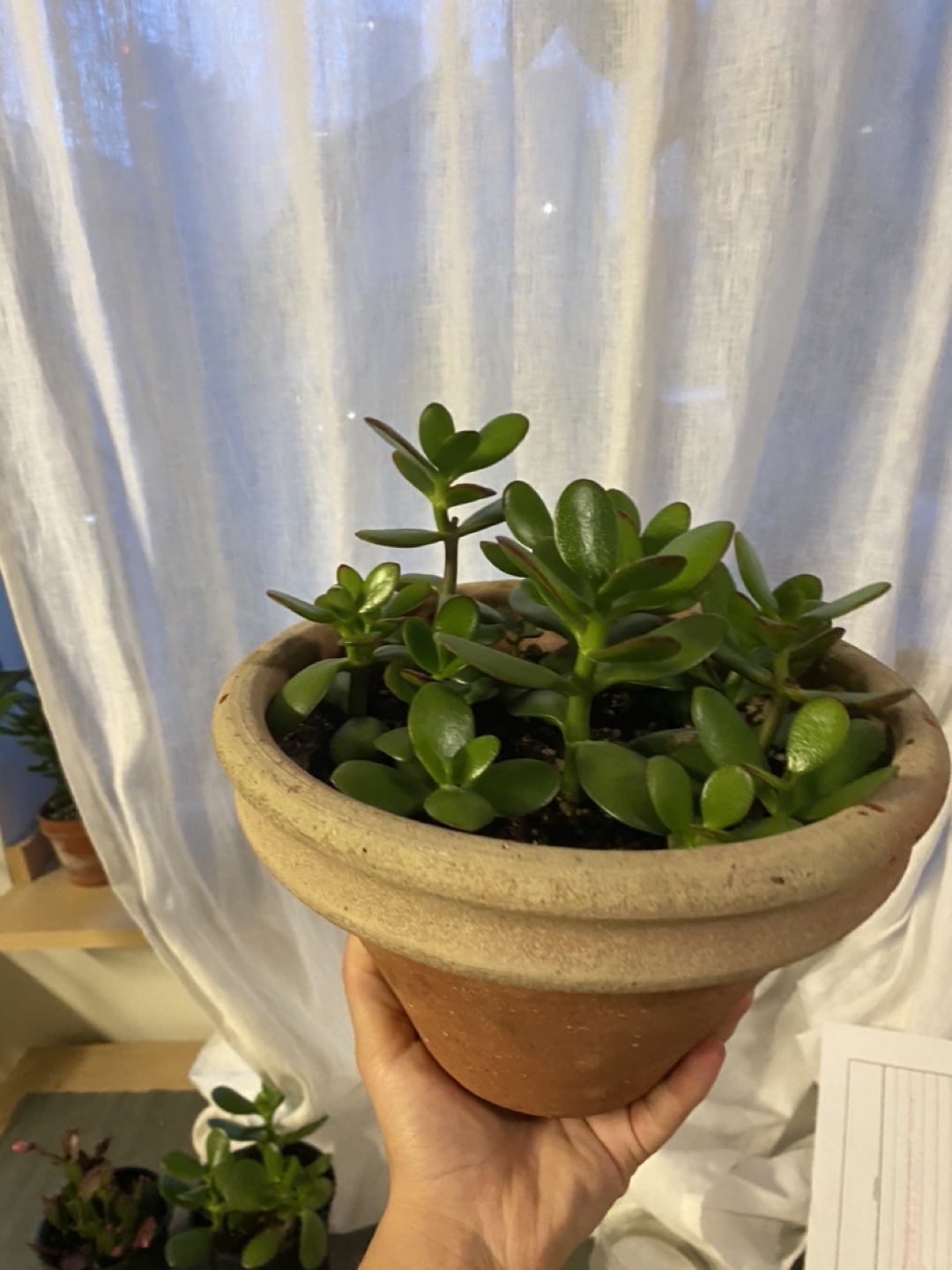 Jade Plant image indicator(3)