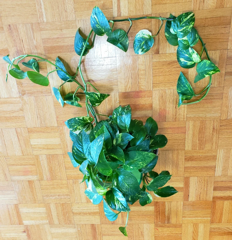 Golden pothos (Money Plant) in a 6 inch pot. thumbnail